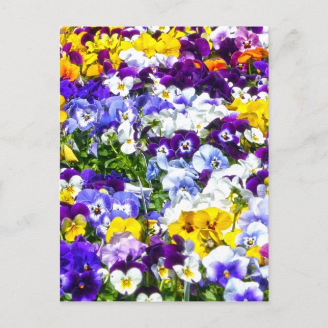 Carte Postale Pansies (Devant)