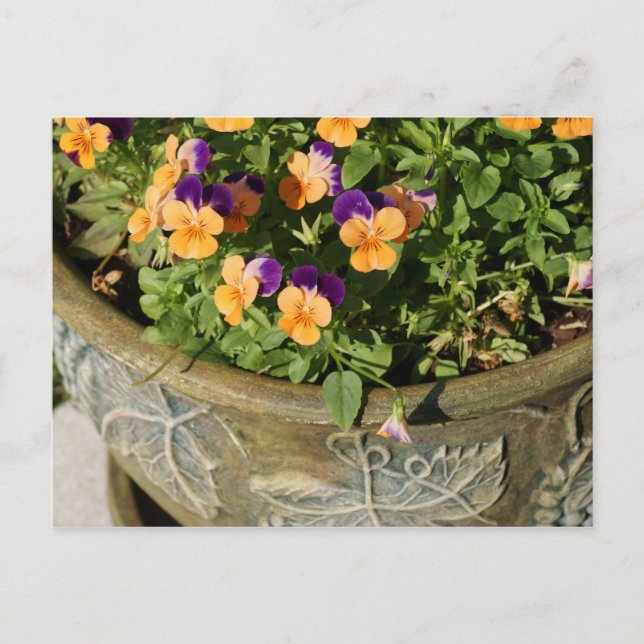Carte Postale Pansies (Devant)