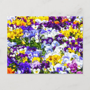 Carte Postale Pansies