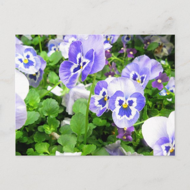 Carte Postale Pansies de mars (Devant)