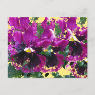 Carte Postale Pansies de novembre