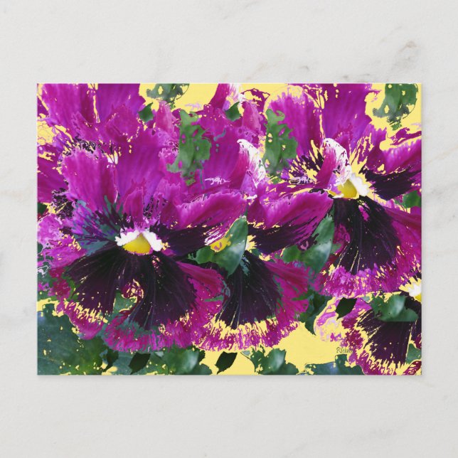 Carte Postale Pansies de novembre (Devant)