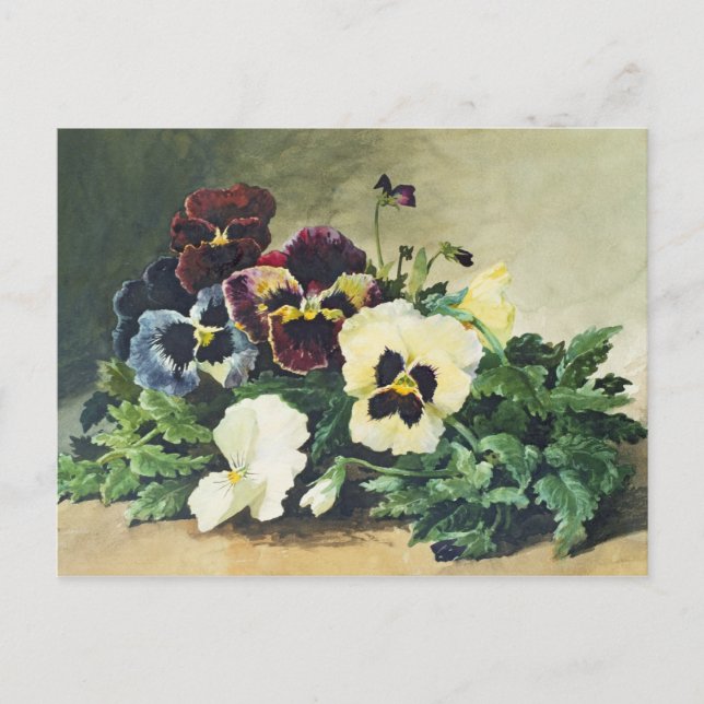 Carte Postale Pansies d'hiver, 1884 (Devant)