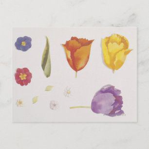 Carte Postale Pansies et tulipes