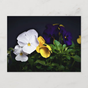 Carte Postale Pansies jaune et violet blanc