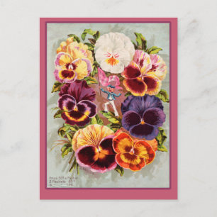 Carte Postale Pansies jolies rose et violet Art Vintage