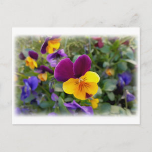 Carte Postale Pansies lumineuses
