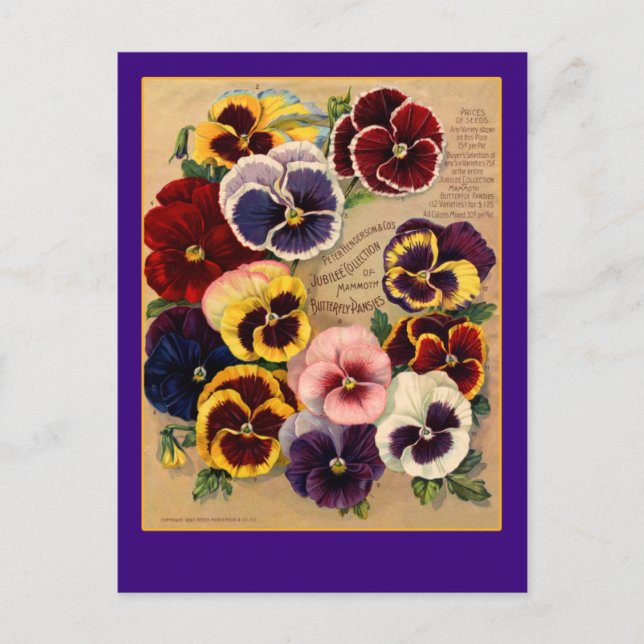Carte Postale Pansies lumineuses Paquet de semences Art sur cart (Devant)