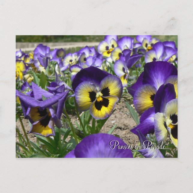 Carte Postale Pansies sur la Parade (Devant)