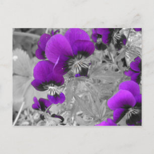 Carte Postale Pansies violettes et noires