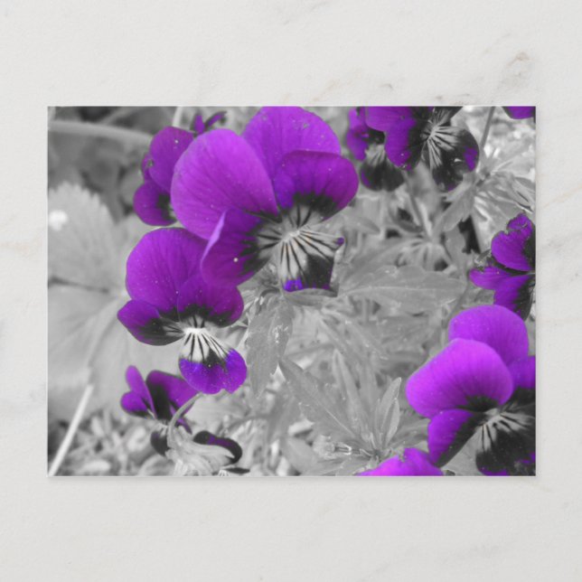 Carte Postale Pansies violettes et noires (Devant)