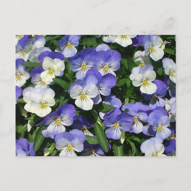 Carte Postale Pansies violettes Jardin Floral (Devant)