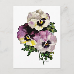 Carte Postale Pansy