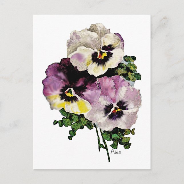 Carte Postale Pansy (Devant)
