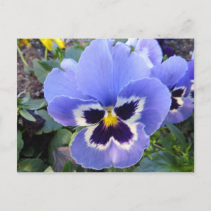 Carte Postale Pansy