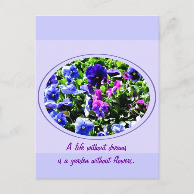 Carte Postale Pansy (Devant)