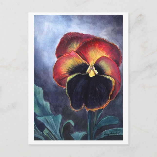 Carte postale Pansy (Devant)