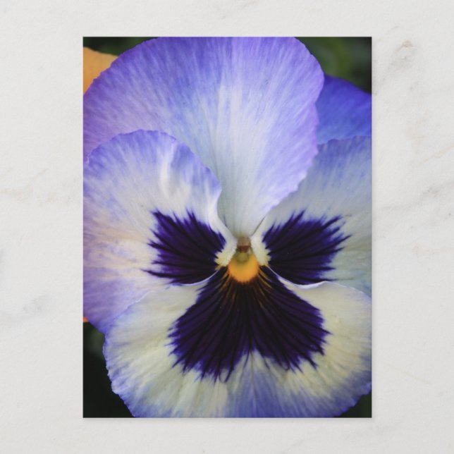 Carte Postale Pansy (Devant)