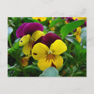 Carte Postale Pansy