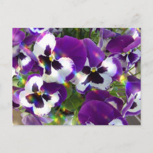 Carte postale Pansy