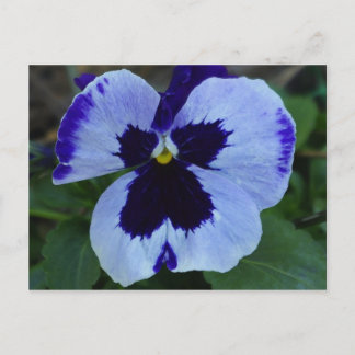 Carte postale Pansy Bloom