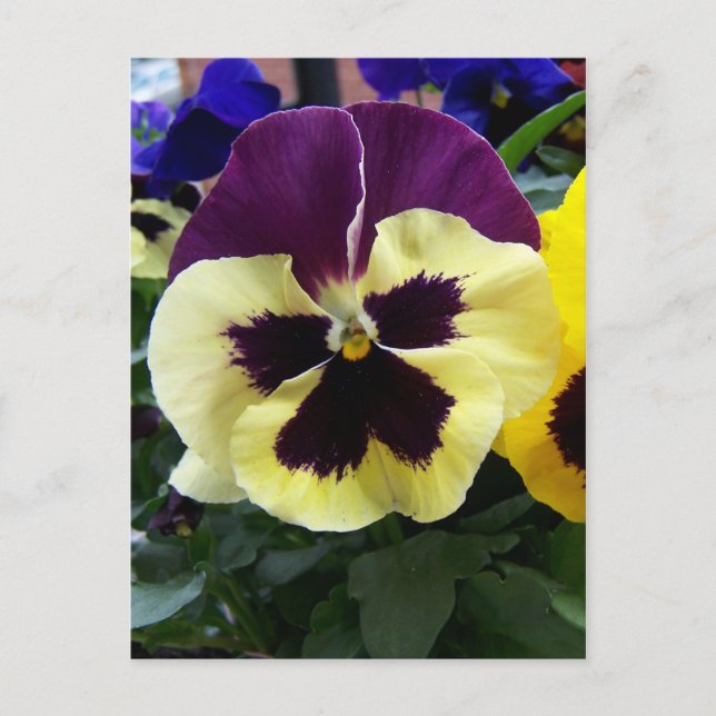 Carte Postale Pansy coloré (Devant)
