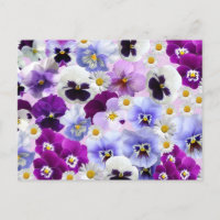 Pansy coloré et Fleurs marguerites