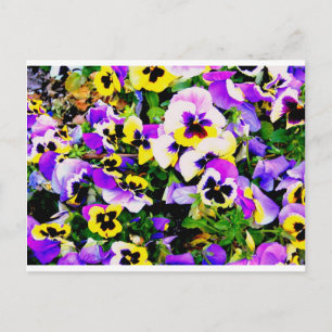 Carte Postale pansy flowers