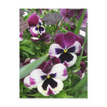 Carte postale Pansy Garden