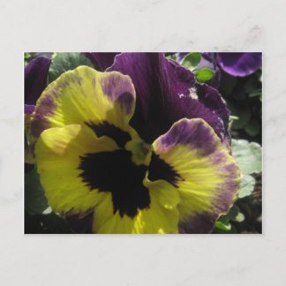 Carte Postale Pansy Spring