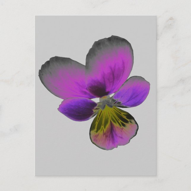 Carte postale Pansy Wild Dark Purple (Devant)