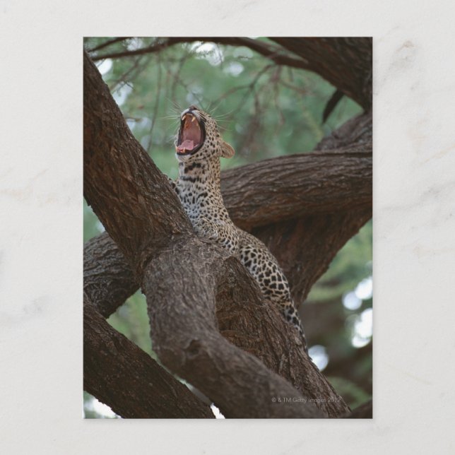 Carte Postale Panther (Devant)