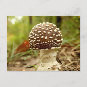 Carte Postale Panther Cap Mushroom Postcard