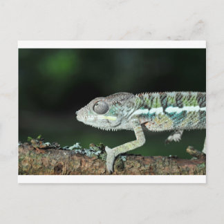 Carte Postale panther chameleon