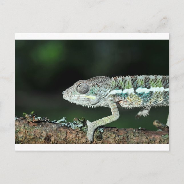 Carte Postale panther chameleon (Devant)
