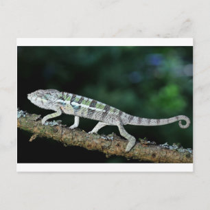 Carte Postale panther chameleon