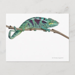 Carte Postale Panther Chameleon Nosy Be (Furcifer pardalis)