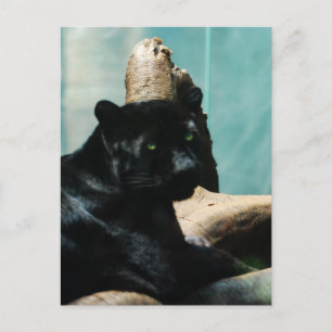 Carte Postale Panther with Piercing Eyes