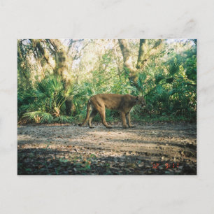 Carte Postale Panthère de Floride en forêt