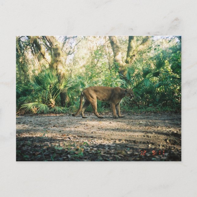 Carte Postale Panthère de Floride en forêt (Devant)