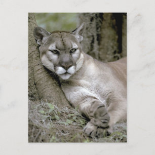 Carte Postale Panthère de Floride, Felis concolor coryi,