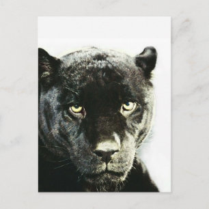 Carte Postale Panthère noire Jaguar