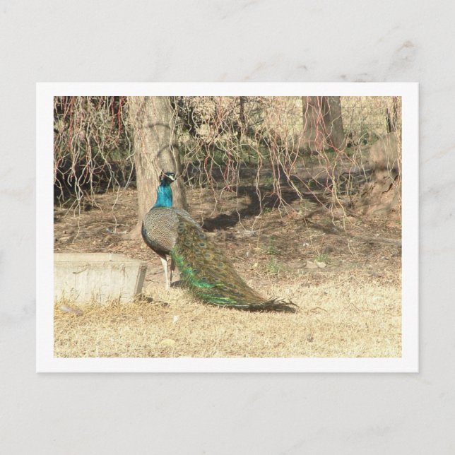 Carte Postale paon (Devant)