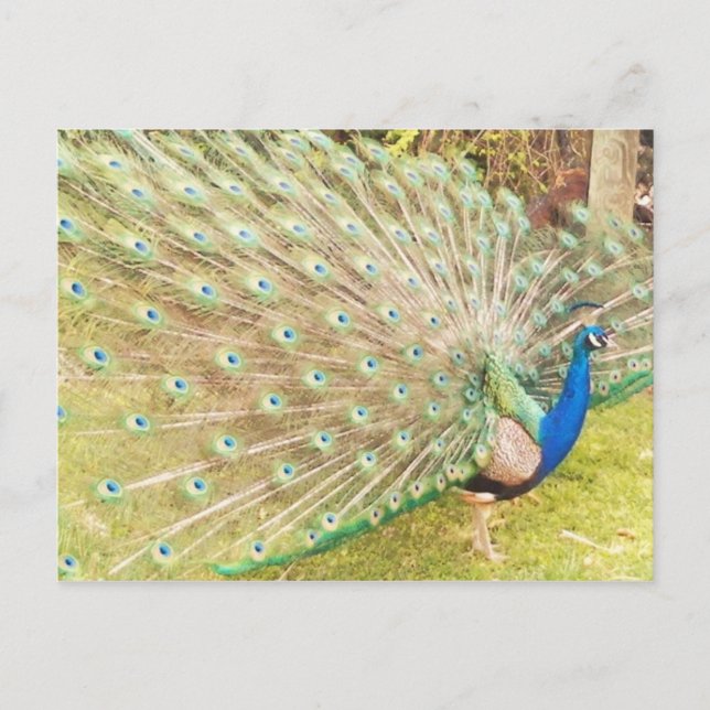 Carte Postale paon (Devant)