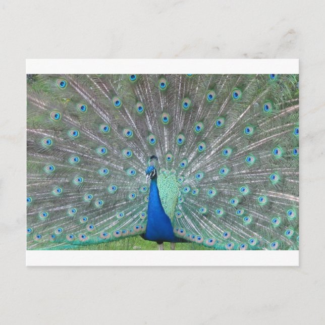 Carte Postale paon (Devant)