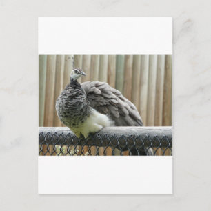 Carte Postale paon