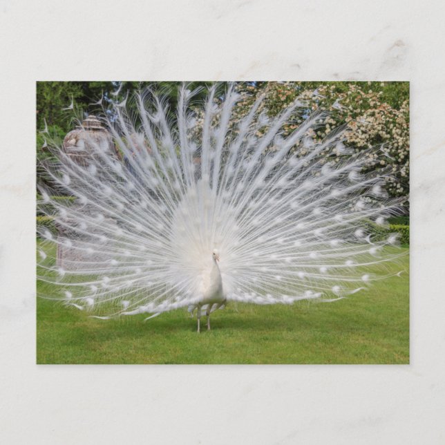 Carte Postale Paon albinos déploie ses plumes (Devant)