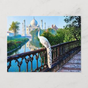 Carte Postale Paon blanc surplombant le Taj Mahal