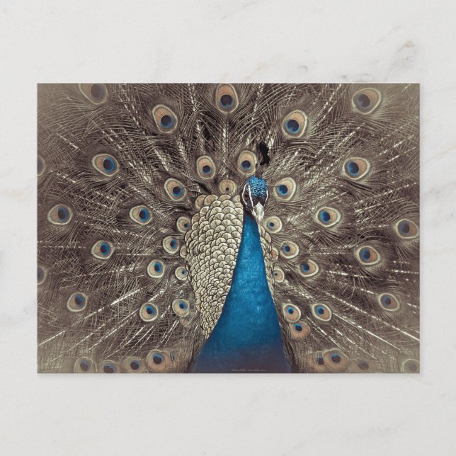 Carte Postale Paon Bleu Antique (Devant)