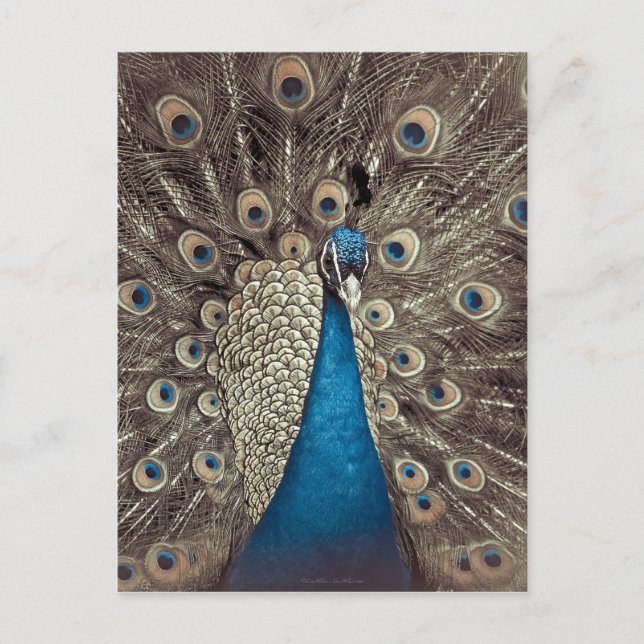 Carte Postale Paon Bleu Antique (Devant)